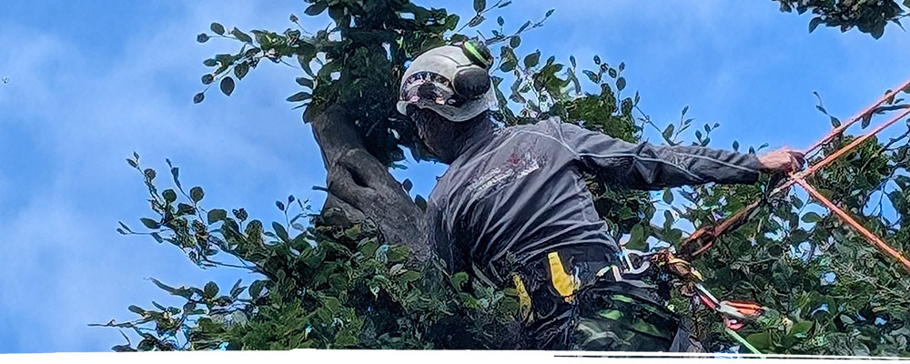 Tree maintenance in Wrexham