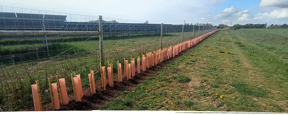 New hedgerow planted