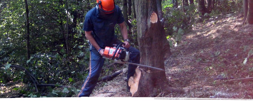 Tree felling in Cheshire using a chainsaw