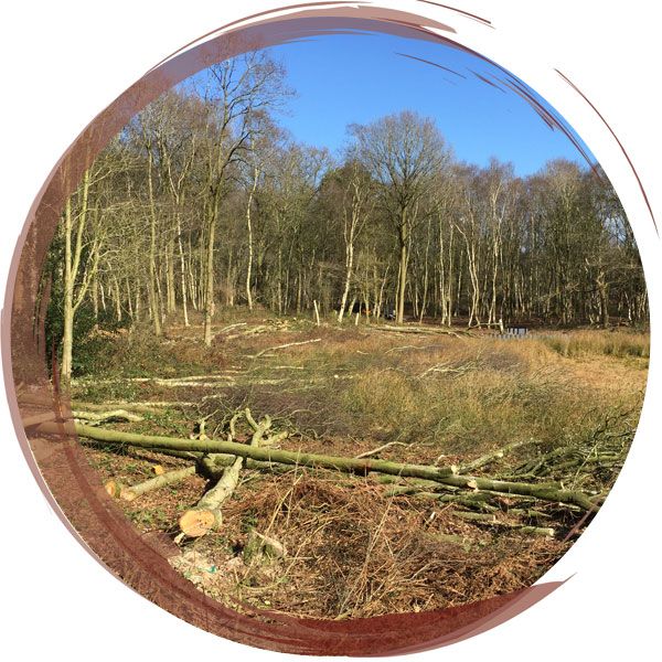 Trees cut down in forest near Wrexham