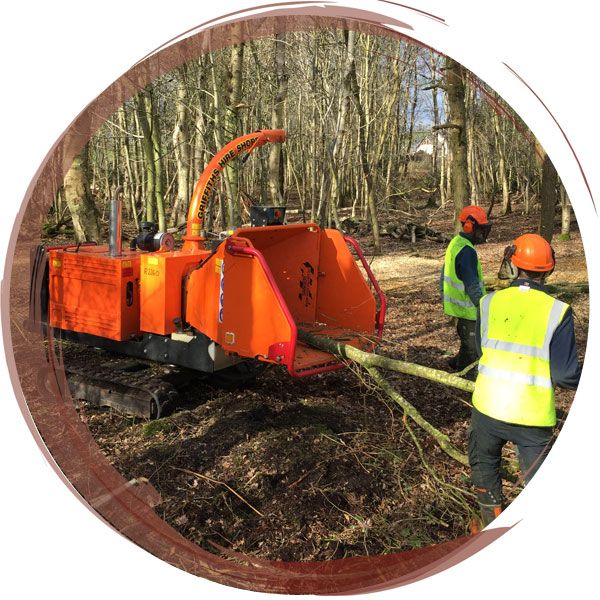 Tree felling near Chester