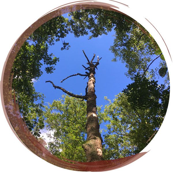 Tree in forest near Chester