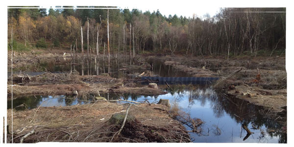 Peatlands